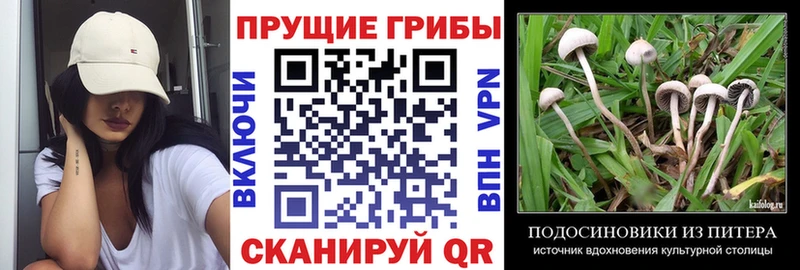 Галлюциногенные грибы прущие грибы  Енисейск 
